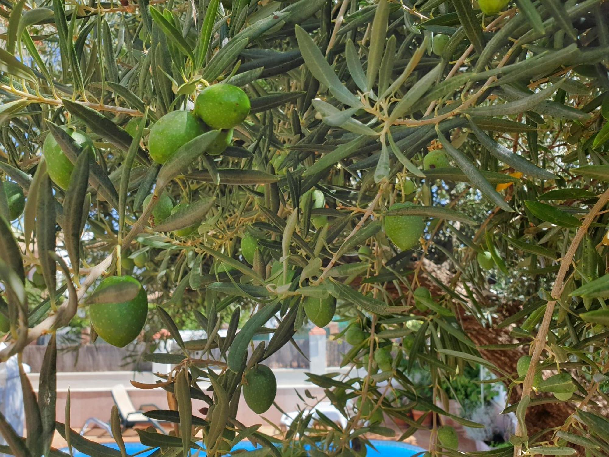 Alojamiento El Olivo Ronda Habitación foto